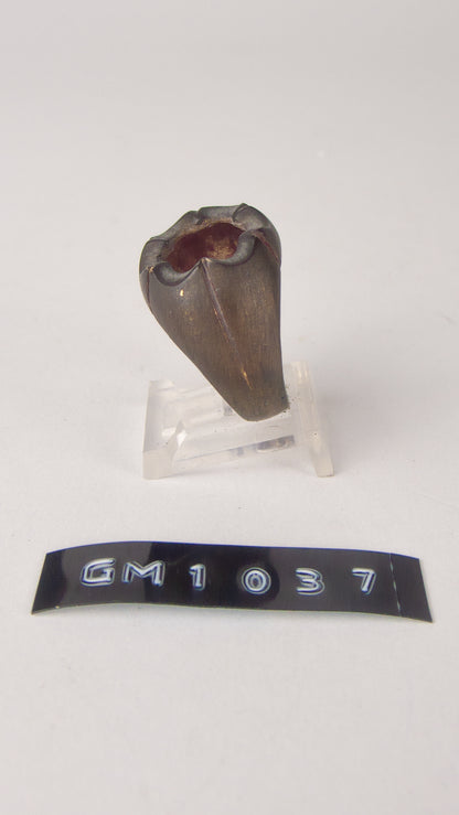 GM 1037